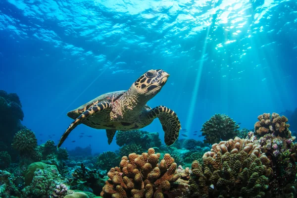 Sea Turtle Underwater In Indian Ocean in Maldives
