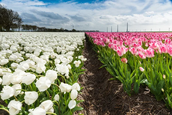 Beautiful bouquet of tulips. colorful tulips. tulips in spring s