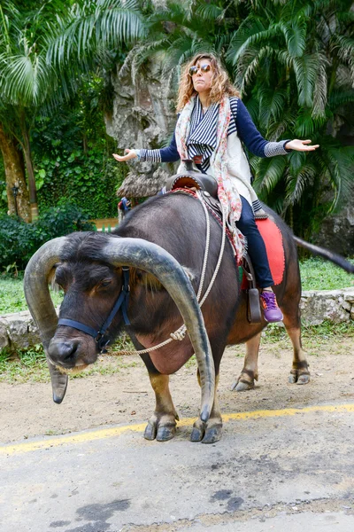 Woman riding an ox at the Vinales valley in Cuba