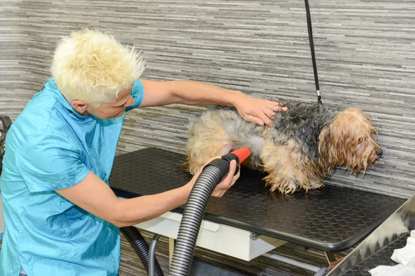 Canine hairdresser in a beauty clinic with dog