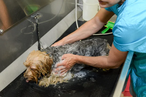 Canine hairdresser in a beauty clinic with dog