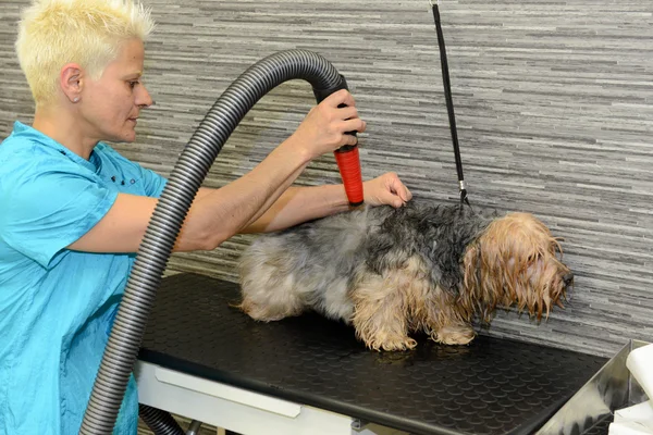 Canine hairdresser in a beauty clinic with dog