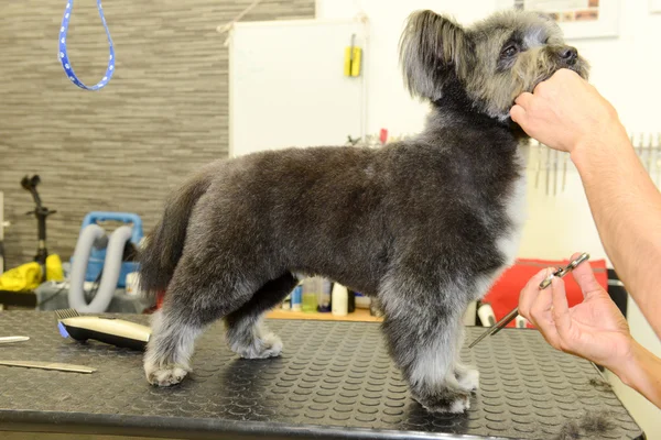 Canine hairdresser in a beauty clinic with dog