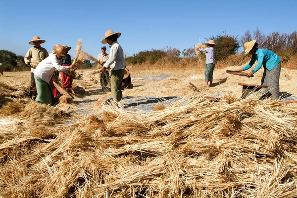 Farmers harvesting wheat on the countryside of Pindaya