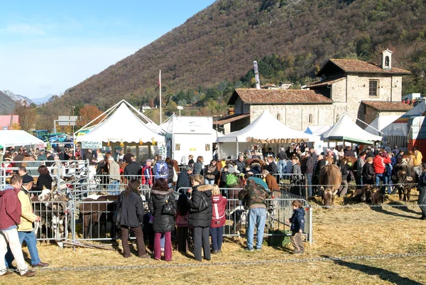 People observing the animals at the rural fair