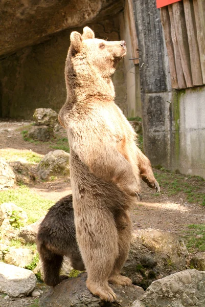 Brown bears at the zoo at Goldau