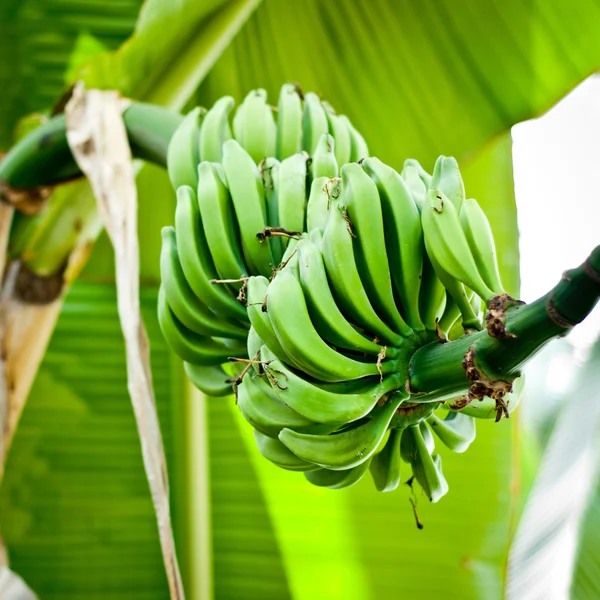 Bunch of green bananas on tree.