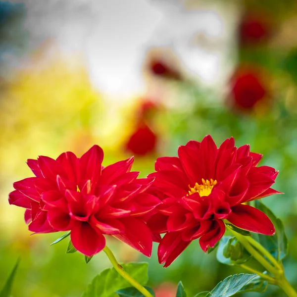 Red flower background. Autumn flower