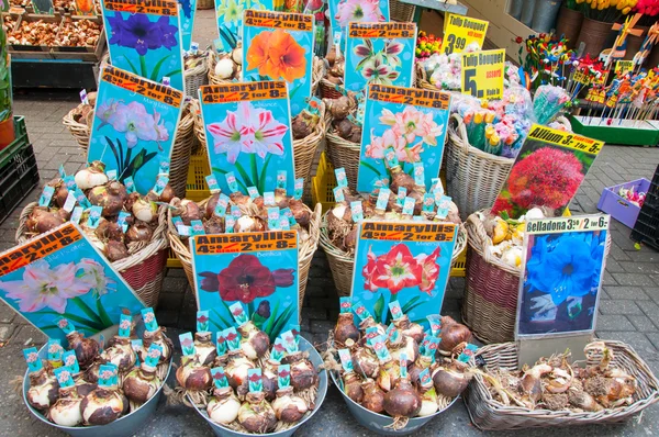 Shop inside a row of floating barges offers bulbs.