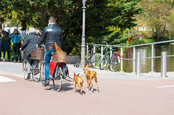 AMSTERDAM-APRIL 30: Undefined person with dogs ride a bike on April 30,2015, the Netherlands.