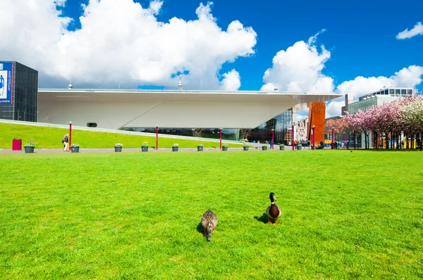 Couple of ducks on the Museum Square, the Netherlands.
