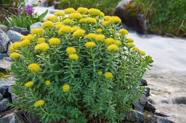 Rhodiola rosea, Altai mountains.