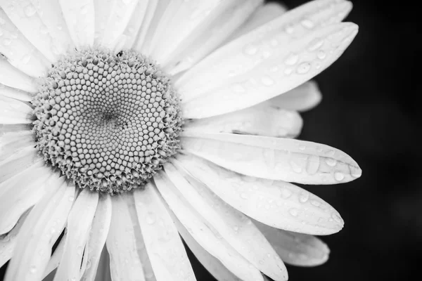 Black and white daisy flower, monochrome background.