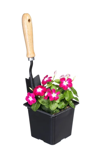 Flowers pot with garden tool isolated on white background