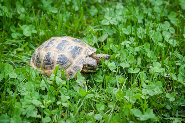 Earth turtle on grass