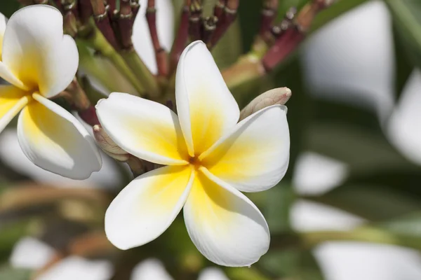 Flowers of Crete, Frangipani (plumeria flowers)