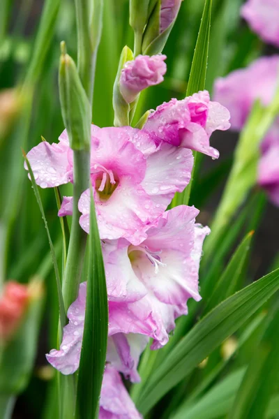 The bunch of pink gladiolus flowers covered raindrops