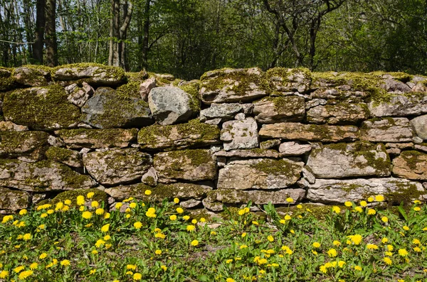 Dandelions at mossy stone wall