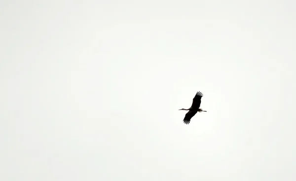 Stork flying isolated