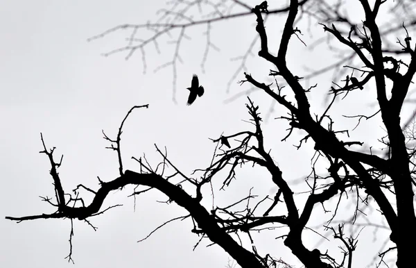 Crow flies over wood
