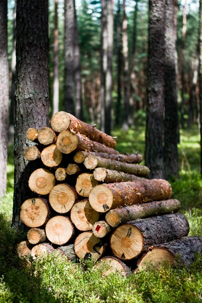 Cut wood trees in the forest