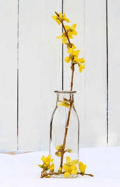 Yellow forsythia sprig in glass jar