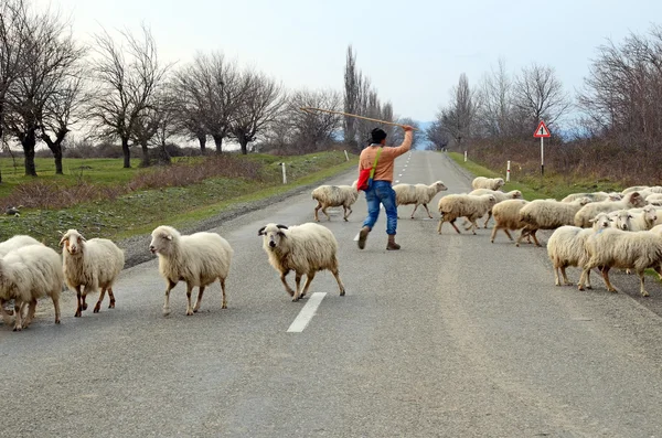 Kakheti, Georgia-March,3 2015: Shepherd leads a flock of sheep across the road