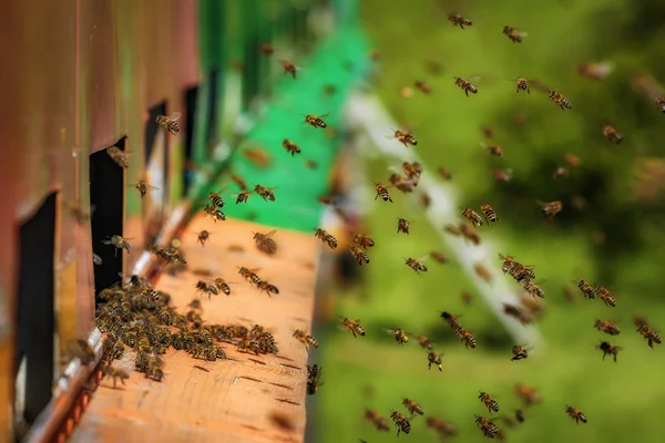 Hives in an caravan - wagon apiary with bees flying to the landi