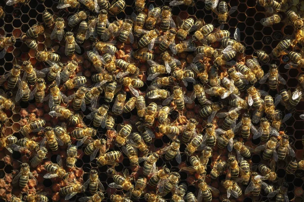 Healthy honey bees on a  frame, capped larvae cells and pollen
