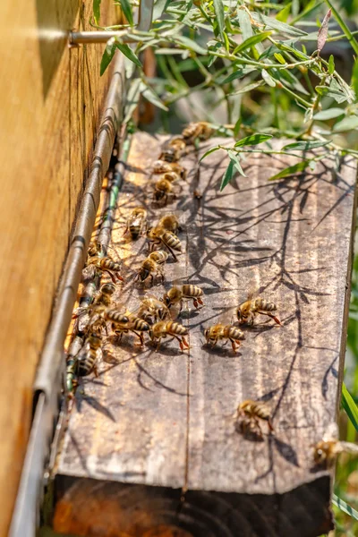 Hive in an apiary with bees flying to the landing board in a gar