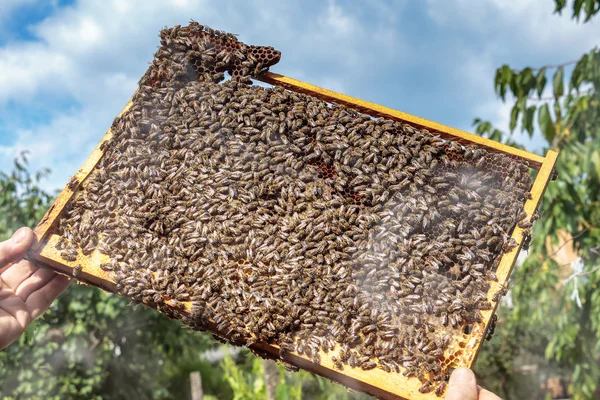 Apiarist inspecting a healthy honey bee frame covered with bees