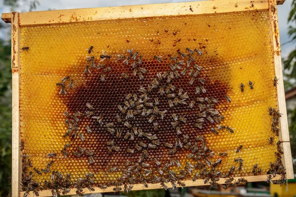 Honey bee frame from a hive with Collony Collapse Disorder cover