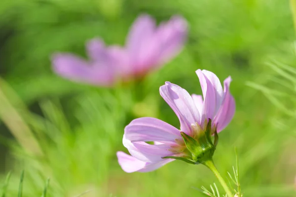 Close Up Of Pink Daisy Flowers On Green Grass Flower Meadow