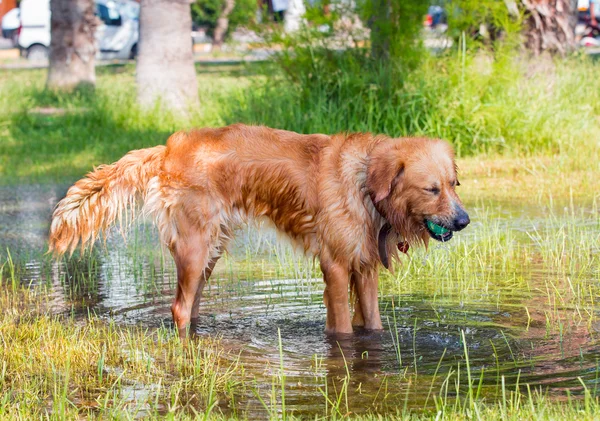 Dog shaking off water after swimming