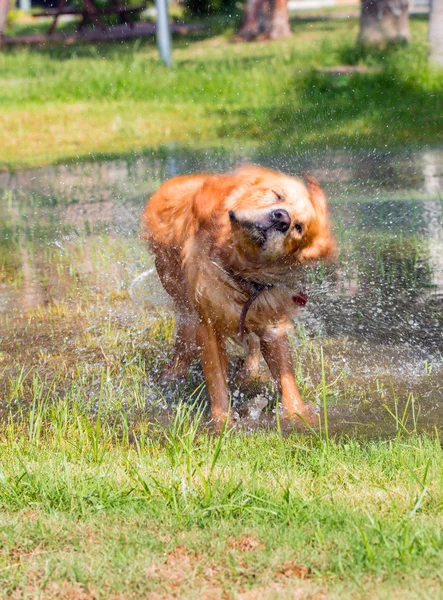 Dog shaking off water after swimming