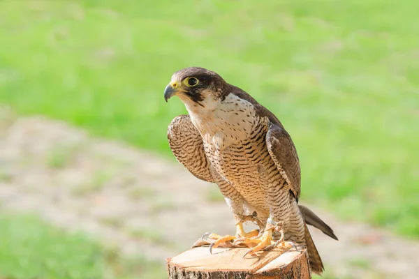 Trained domesticated for hunt raptor bird hawk or falcon