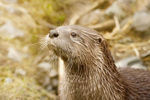 European Otter Portrait