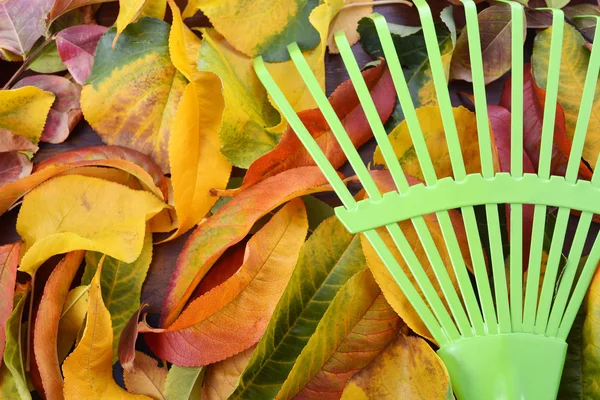 Autumn Fall Background with Green Rake.