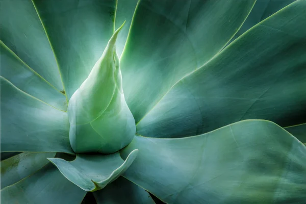 Swan\'s Neck Agave