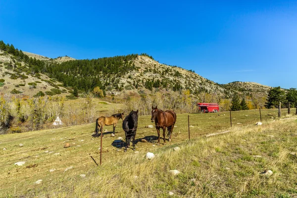 Horses and Trailer