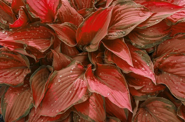 Background of Red leaves with drops of rain. Variegated red leaves