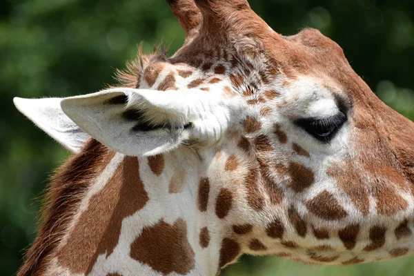 Side view close up of giraffe\'s head
