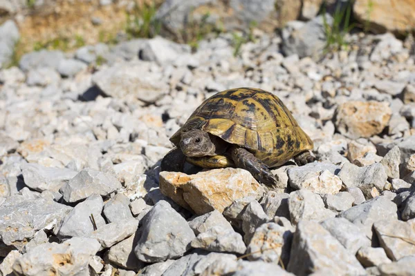 Turtle crawling on the rocky slope.