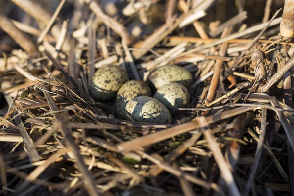 Gull eggs are in the nest, the nest in the reeds.