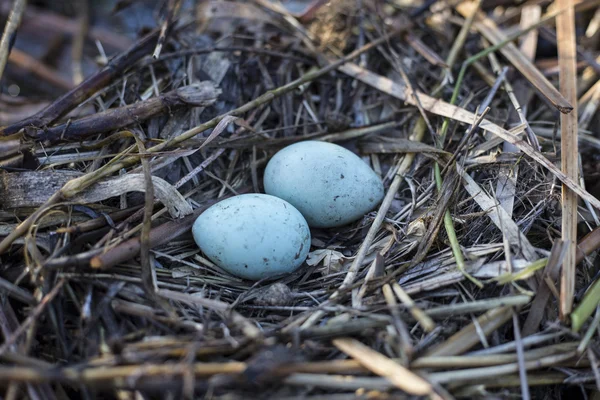 Gull eggs are in the nest, the nest in the reeds.