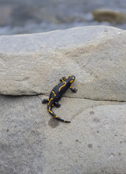 Salamander.A black yellow spotted fire salamander.