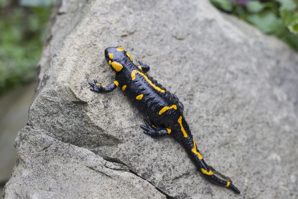 Salamander.A black yellow spotted fire salamander.