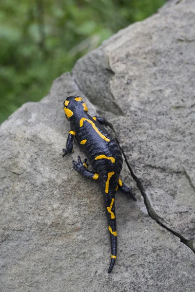 Salamander.A black yellow spotted fire salamander.