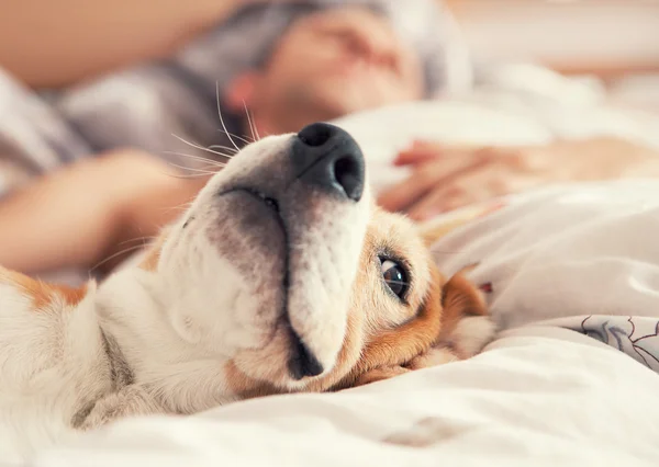 Beagle in bed   with his sleeping owner