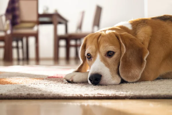 Beagle dog lying on carpet
